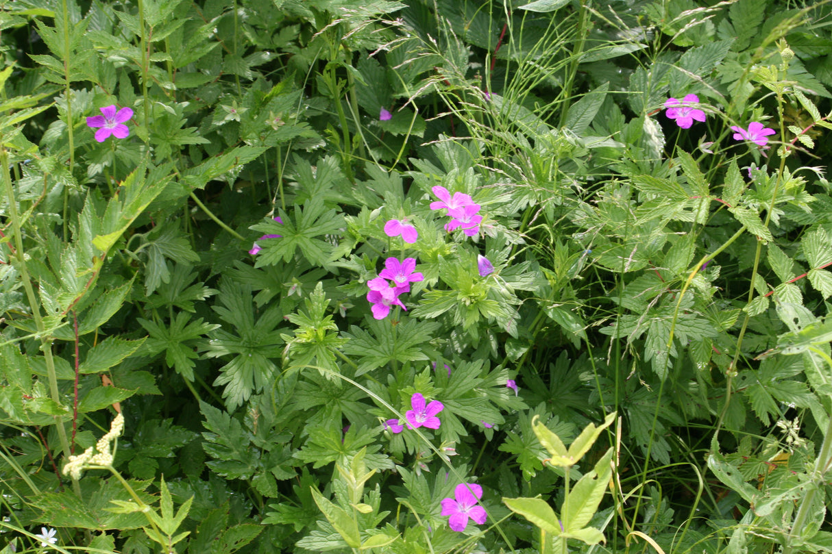 Geranium-palustre_2361