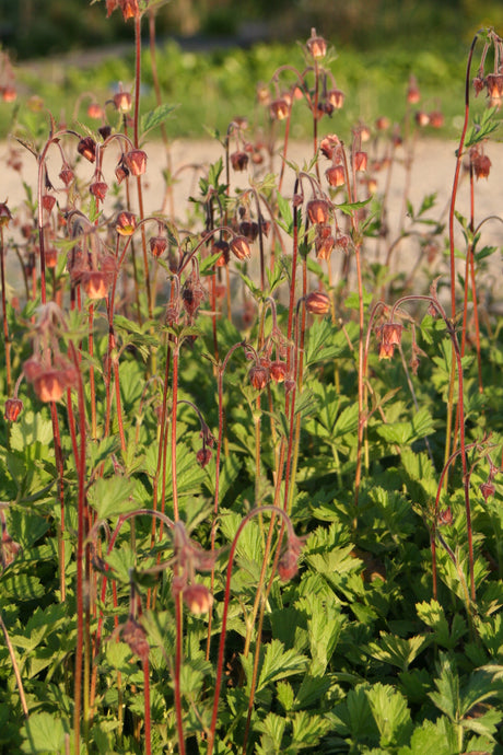 Geum-rivale-075