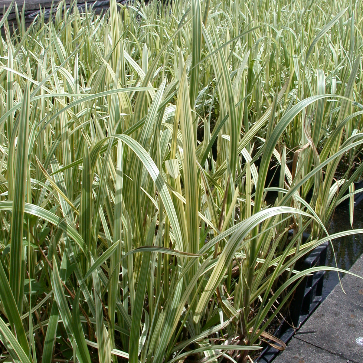variegata deutsch Glyceria maxima 'Variegata' – Seerosensorten