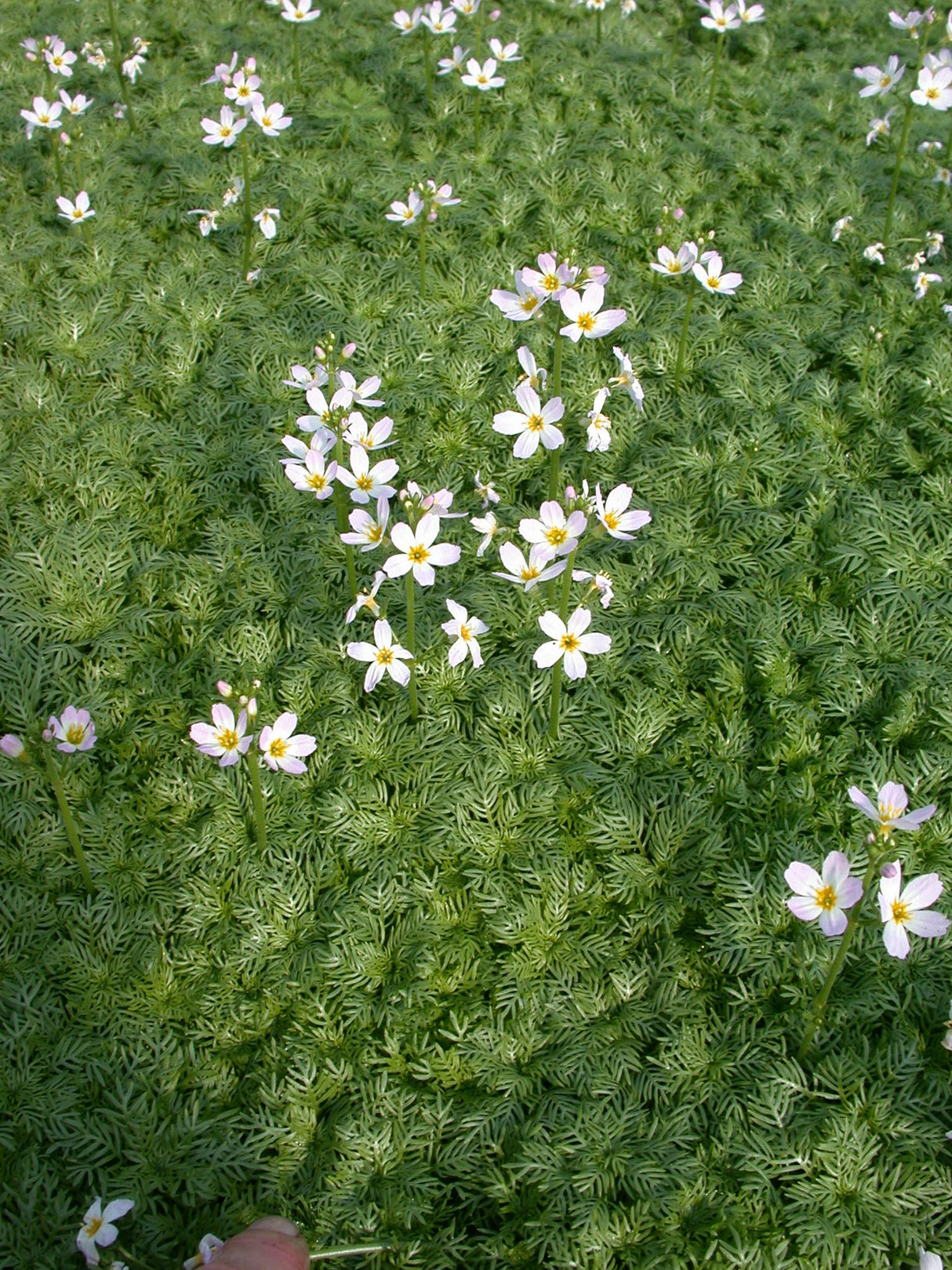 Hottonia-palustris-13