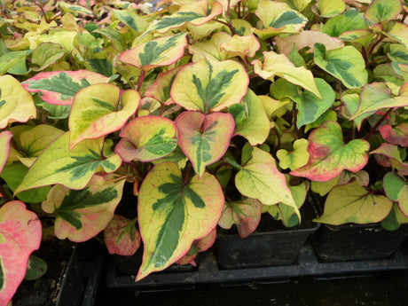 Houttuynia-cordata-Chameleon-069