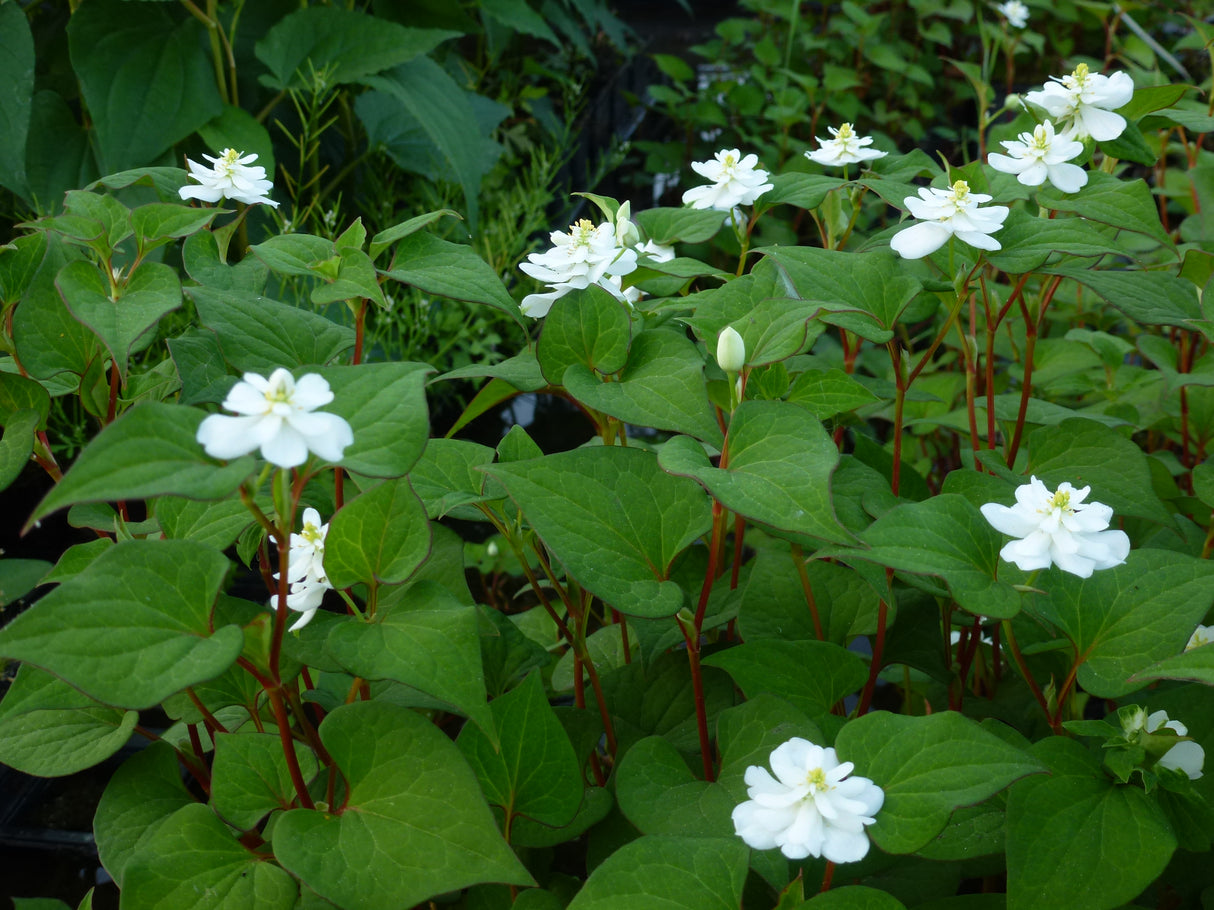Houttuynia-cordata-Plena-0003