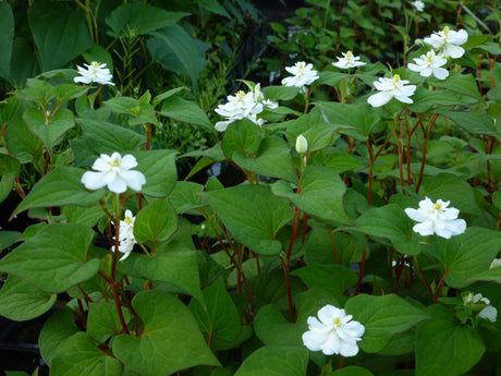 Houttuynia-cordata-Plena-0003