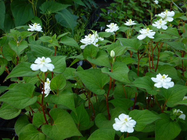 Houttuynia-cordata-Plena-0003