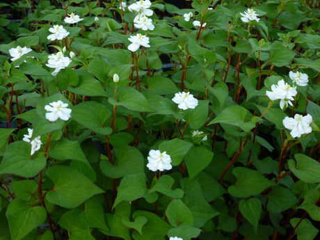 Houttuynia-cordata-Plena-0999