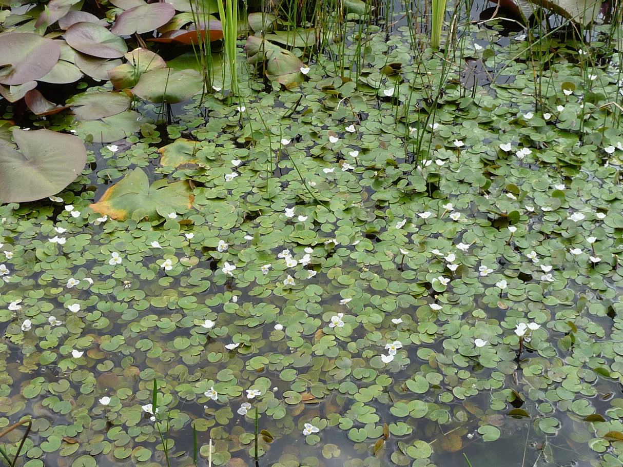Hydrocharis-morsus-ranae-128