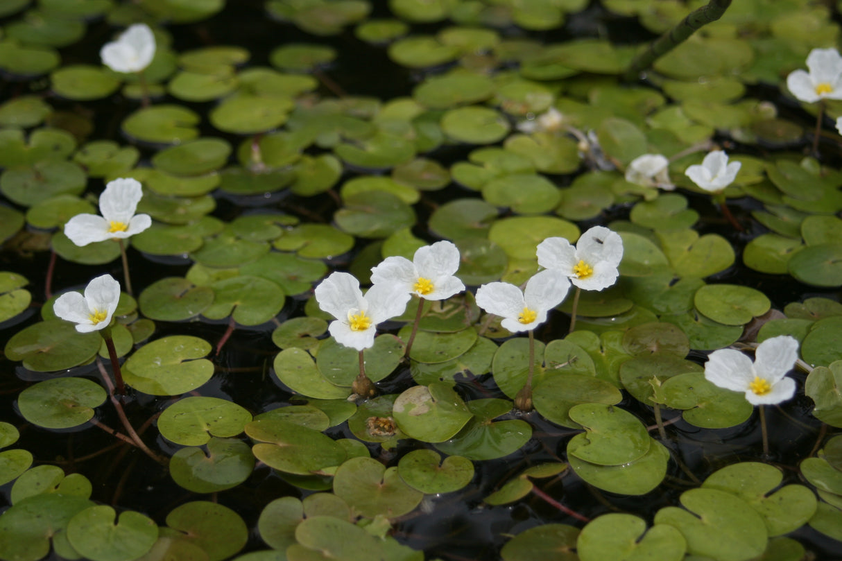 Hydrocharis-morsus-ranae-8471