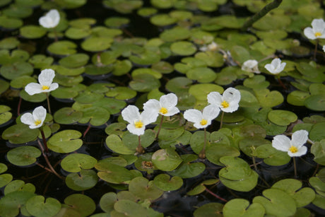 Hydrocharis-morsus-ranae-8471