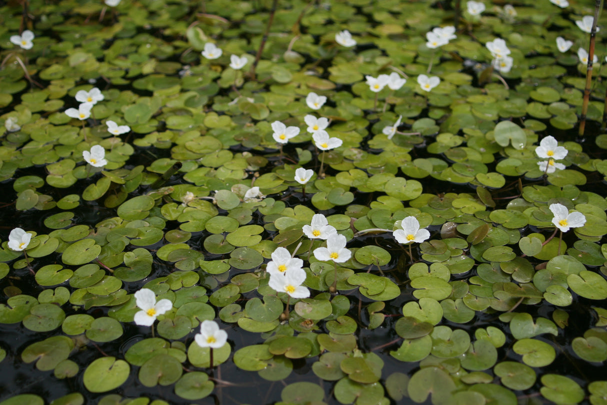 Hydrocharis-morsus-ranae-8475