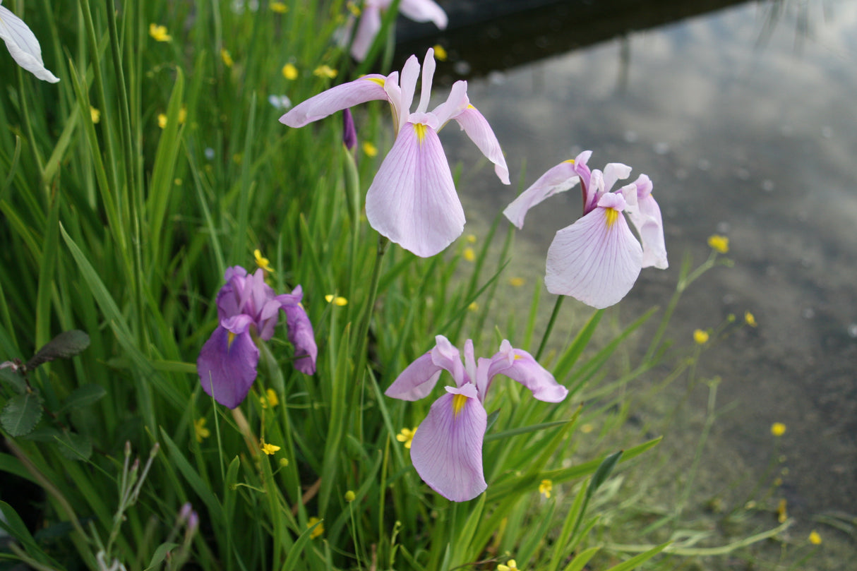Iris-ensata-2542