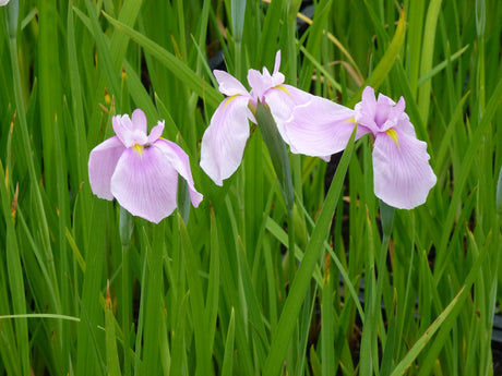Iris-ensata-rosa-0380