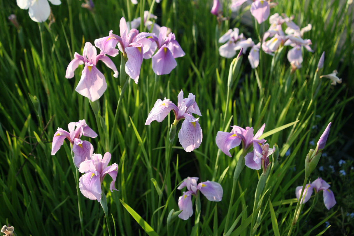 Iris-ensata-rosa-2523