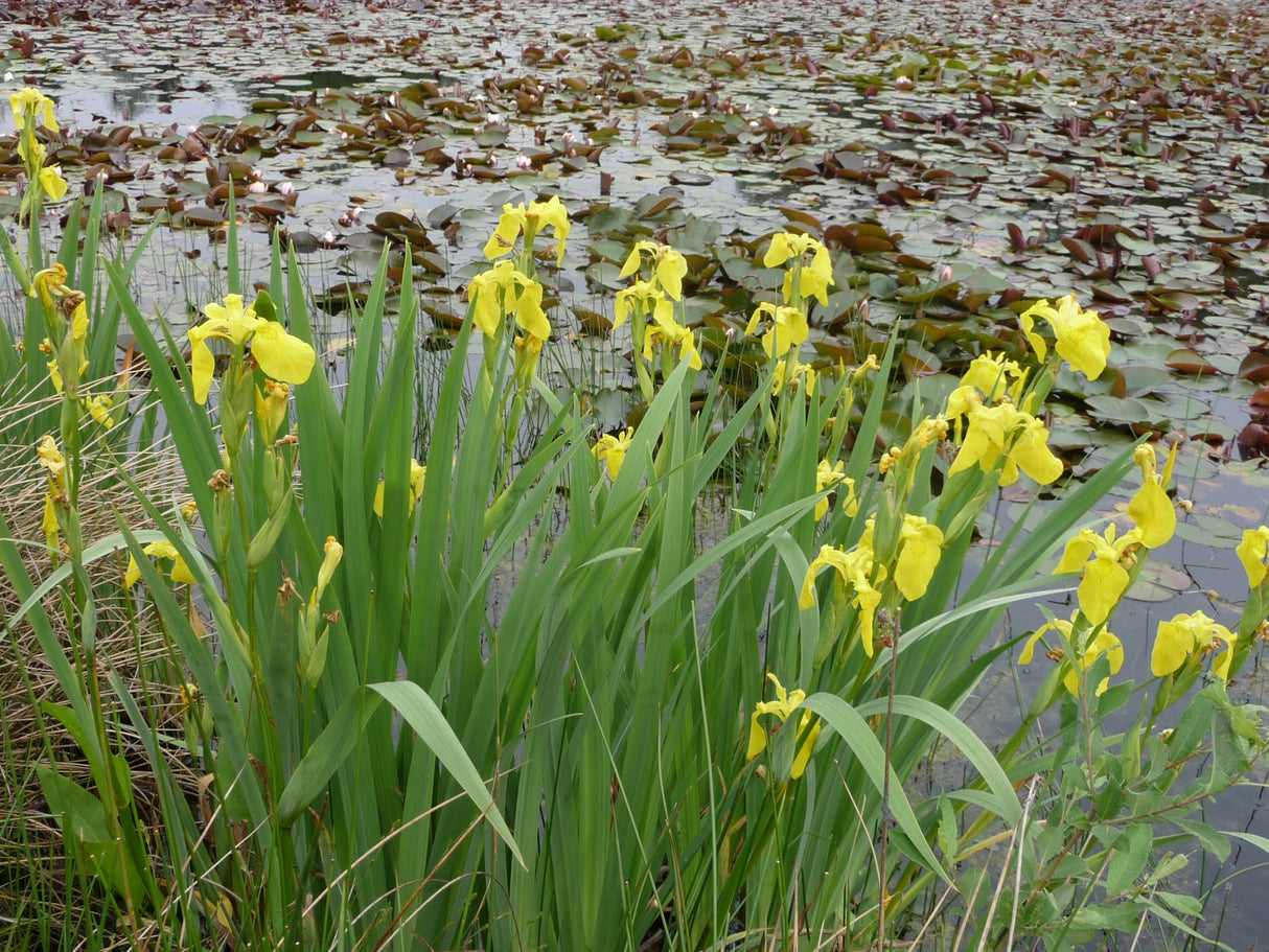 Iris-pseudacorus-031