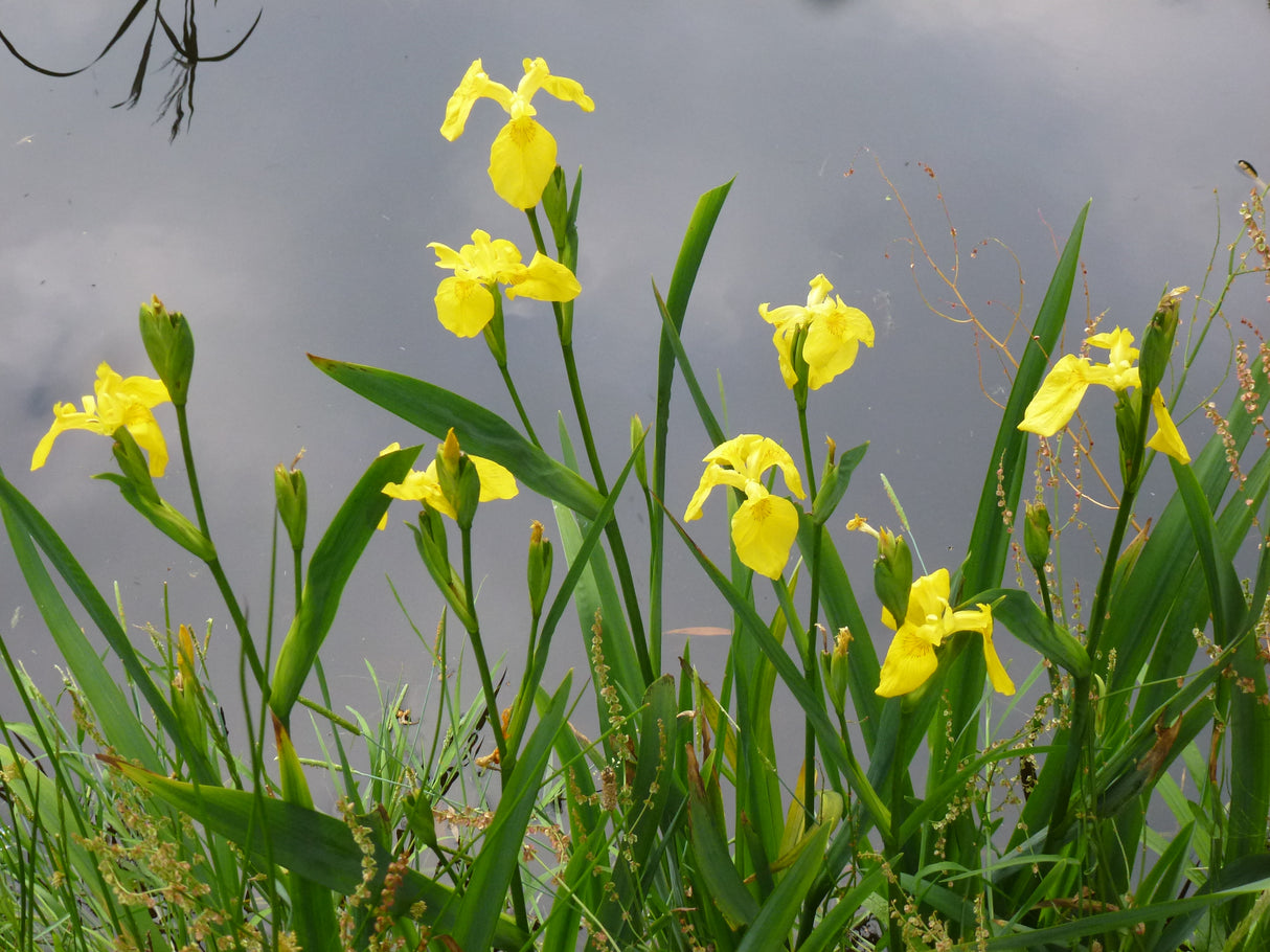 Iris-pseudacorus-0316