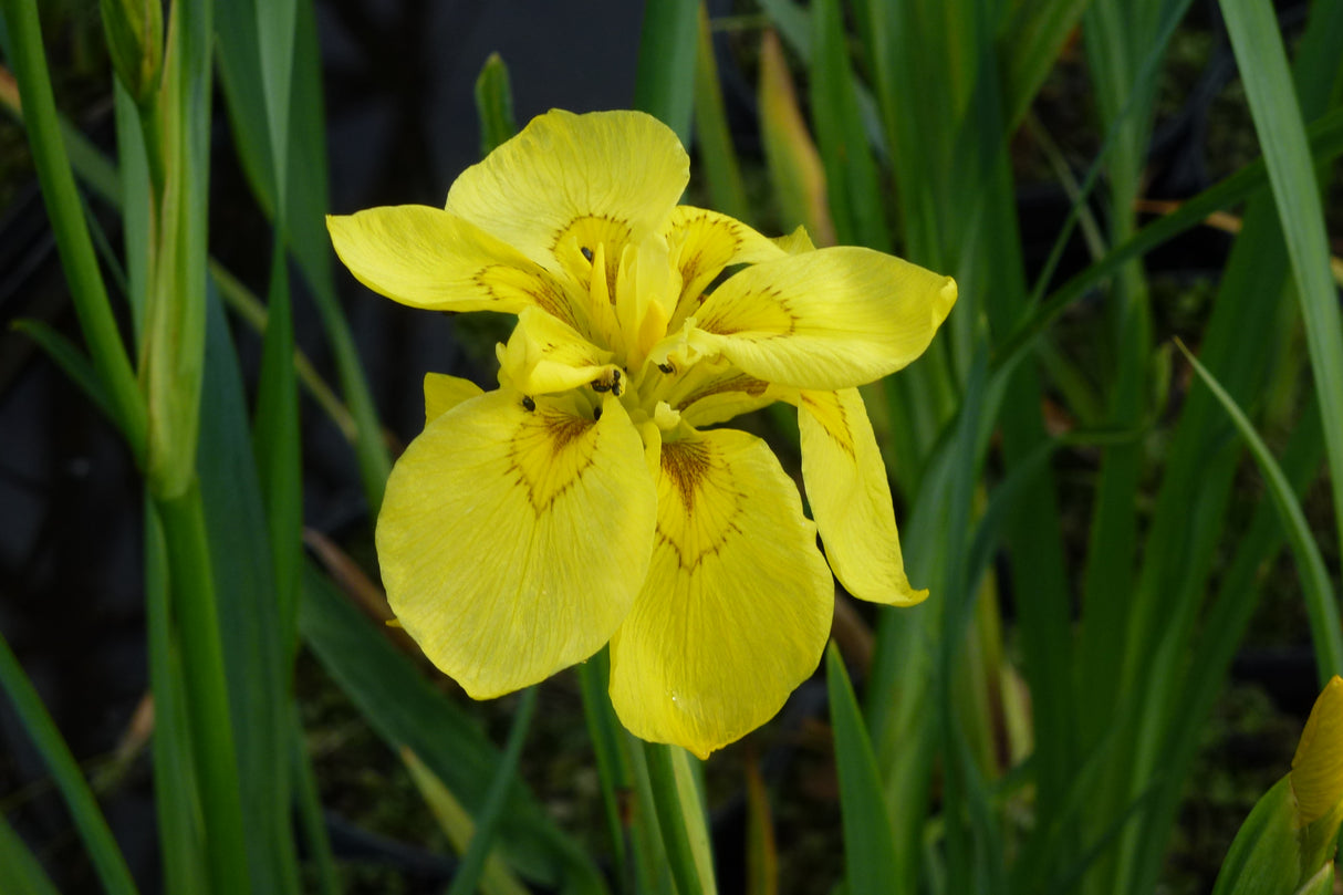 Iris-pseudacorus-Double-0182