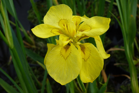 Iris-pseudacorus-Double-0185