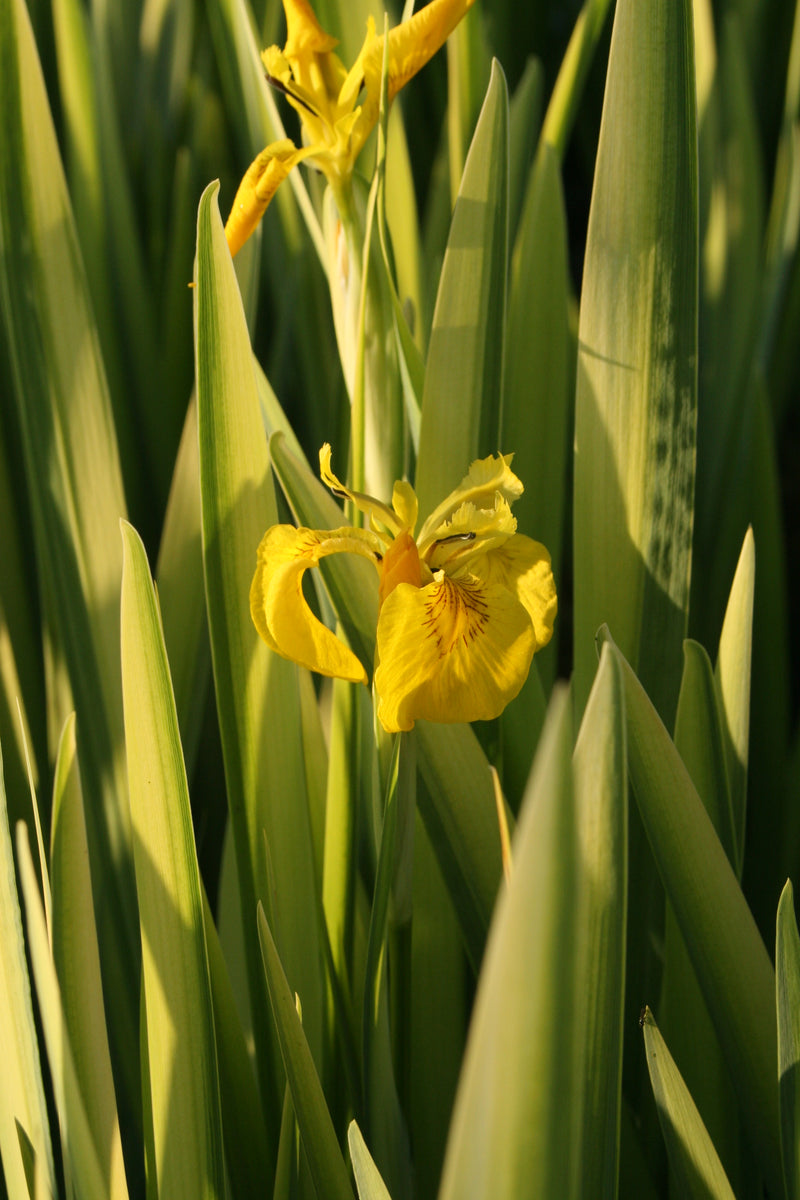 Iris pseudacorus 'Variegata' – Seerosensorten