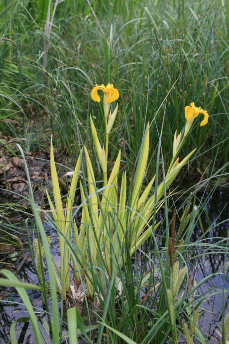 Iris-pseudacorus-Variegatus-9293