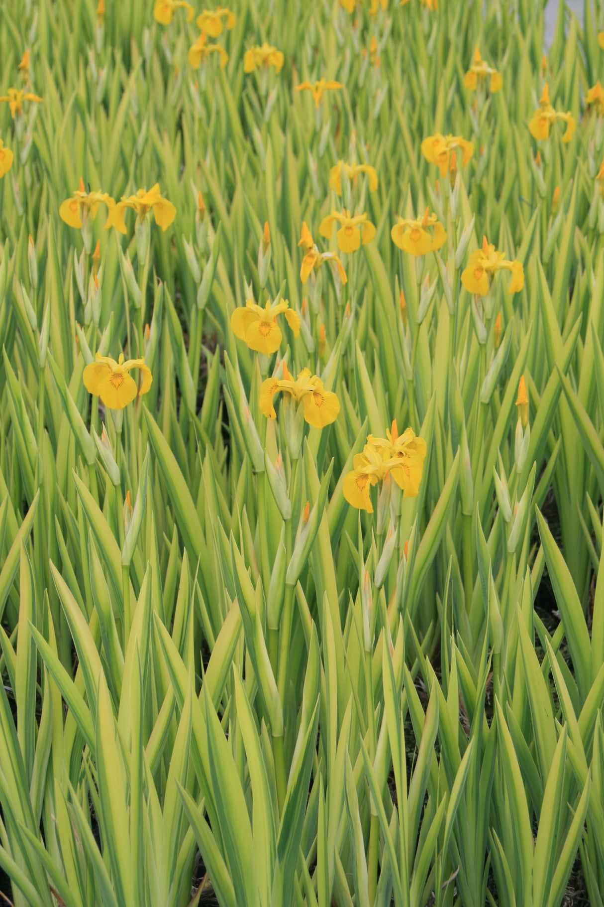 Iris-pseudacorus-Variegatus-9295