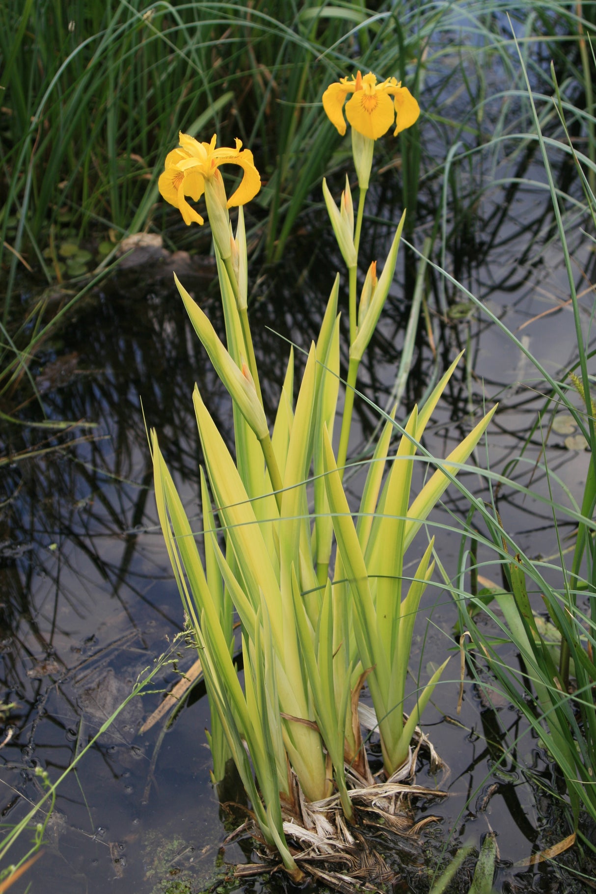 Iris-pseudacorus-Variegatus-IMG_9291