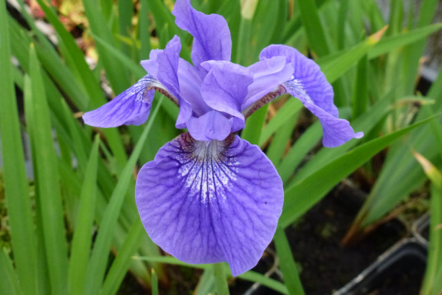 Iris-sibirica-Perry-s-Blue-0864