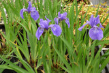 Iris-sibirica-Perry-s-Blue-0867