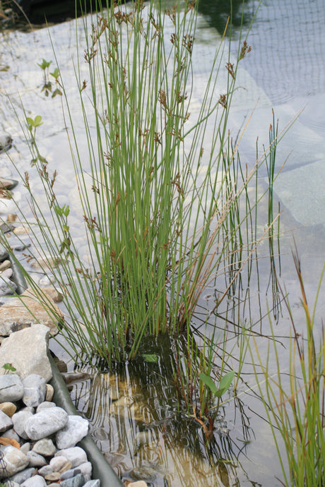 Juncus-inflexus-7364