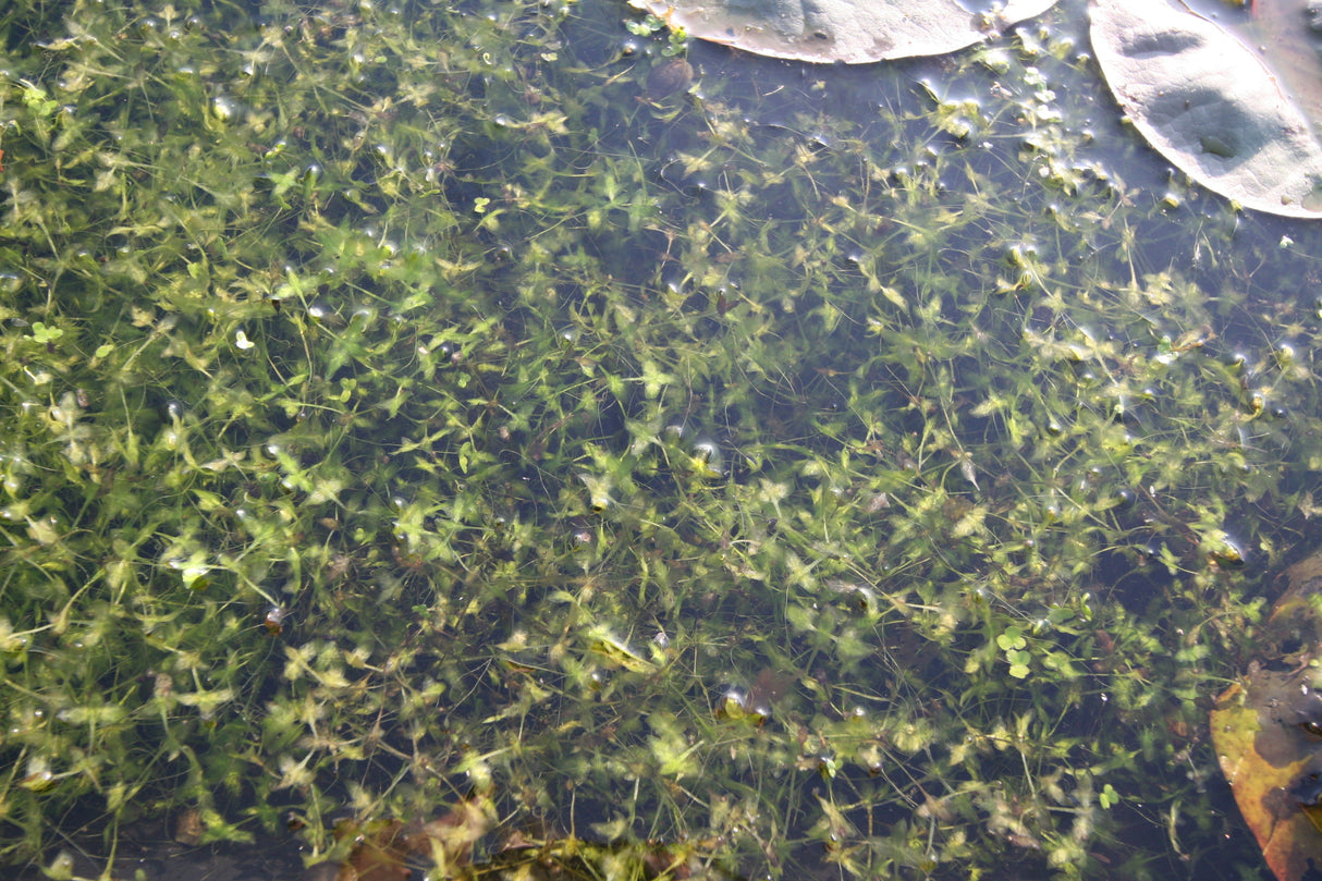 Lemna-trisulca-54