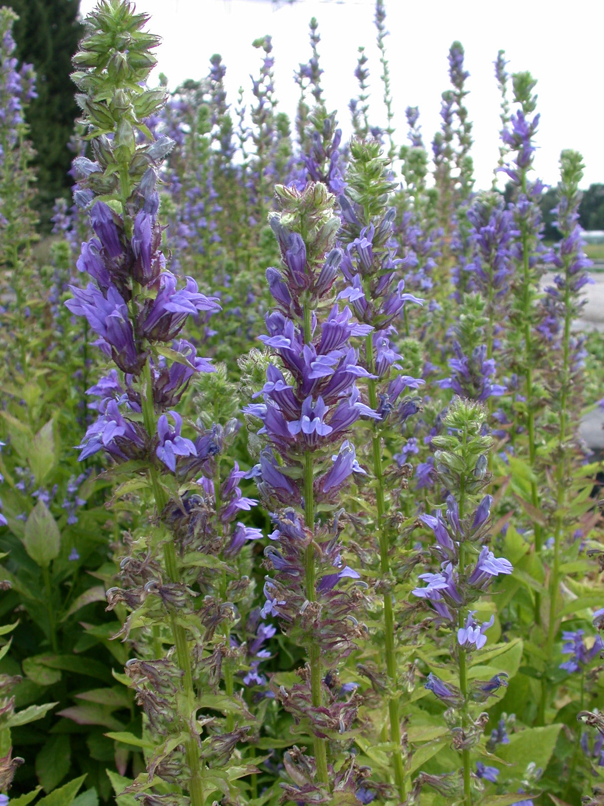 Lobelia-siphilitica-025