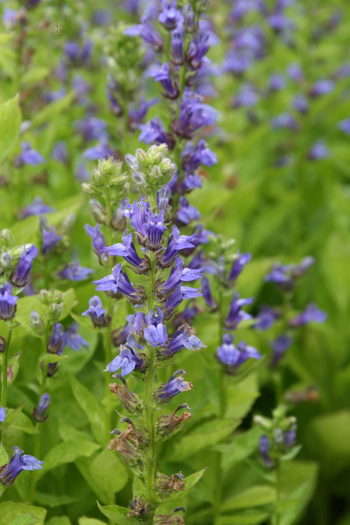Lobelia-siphilitica_0596