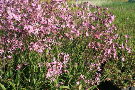 Lychnis-flos-cucui-1619