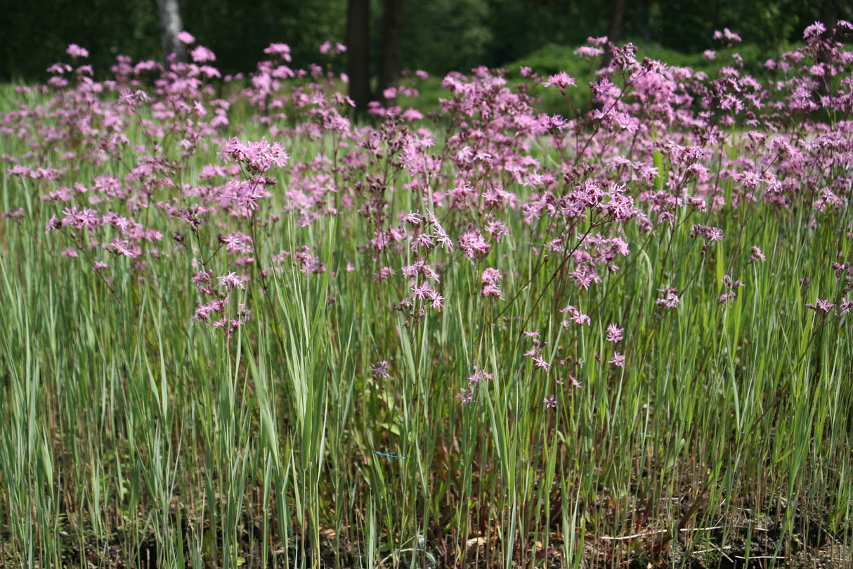 Lychnis-flos-cuculi-1863