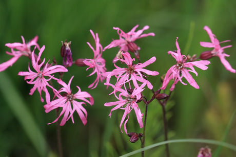 Lychnis-flos-cuculi_9520