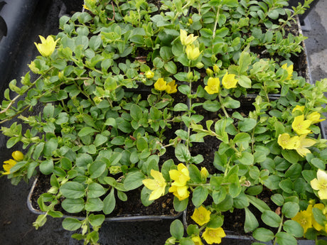 Lysimachia-nummularia-Berggarten-105