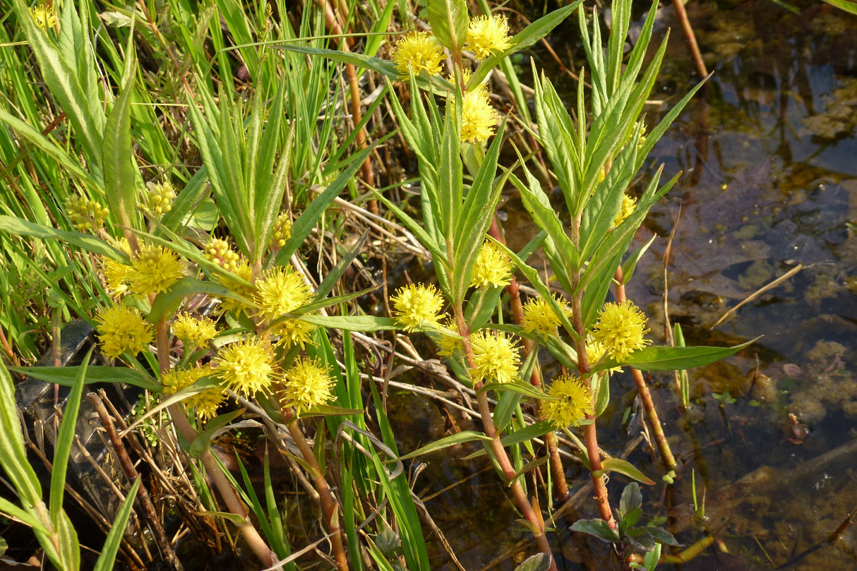 Lysimachia-thyrsiflora-0988