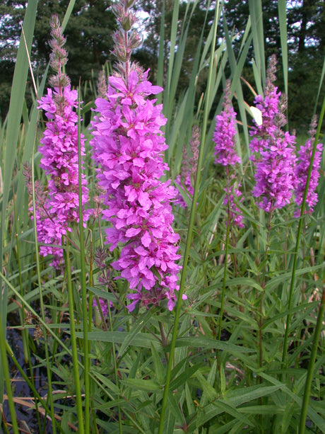 Lythrum-salicaria-156