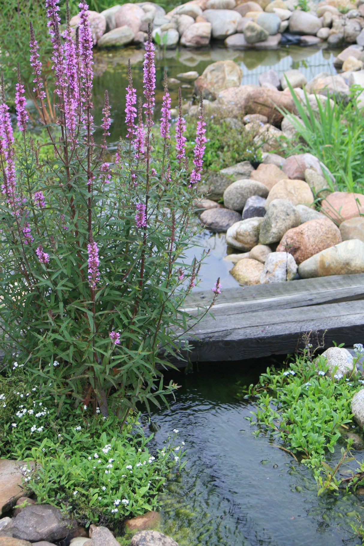 Lythrum-salicaria-6478