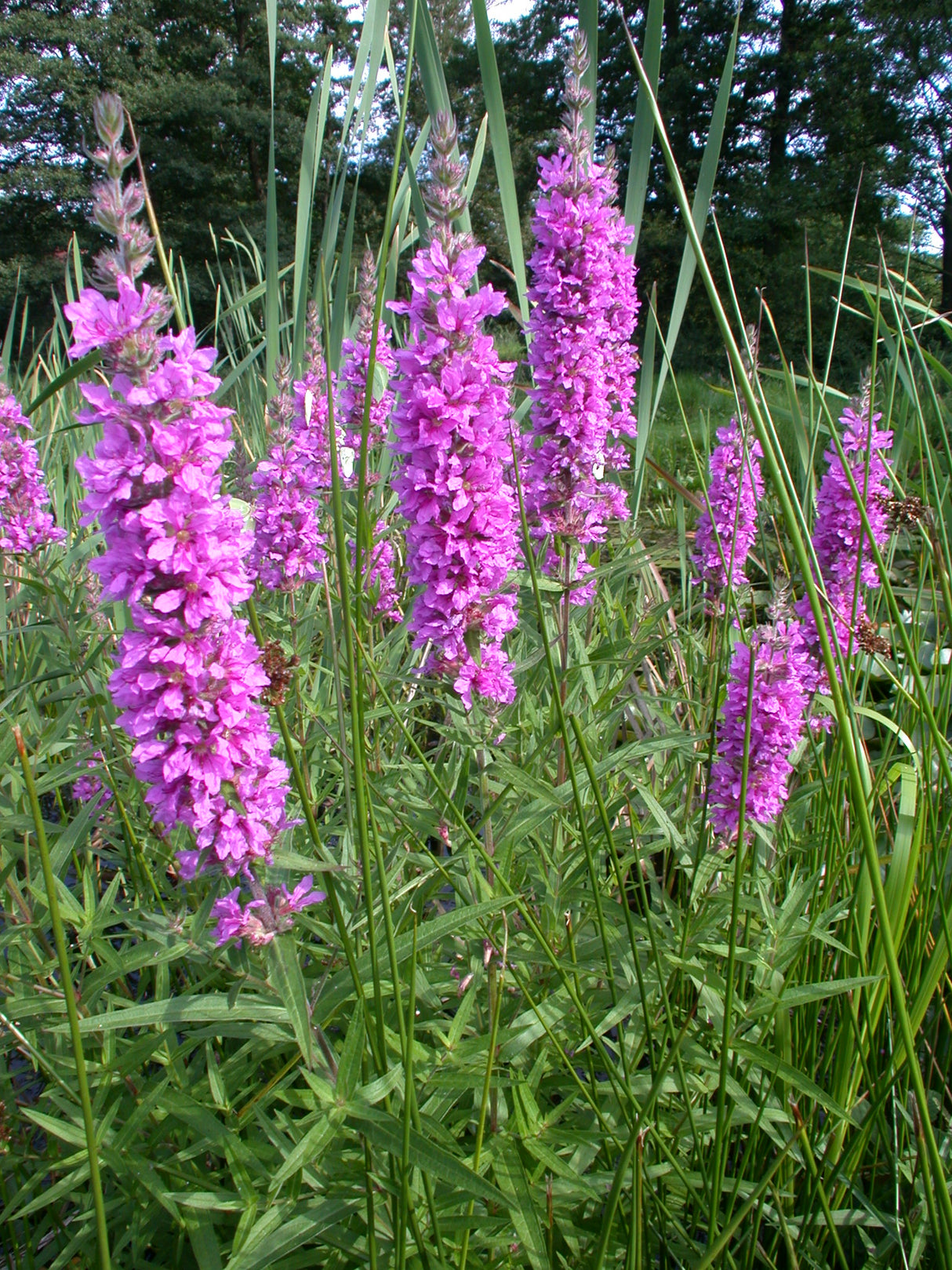 Lythrum-salicaria152