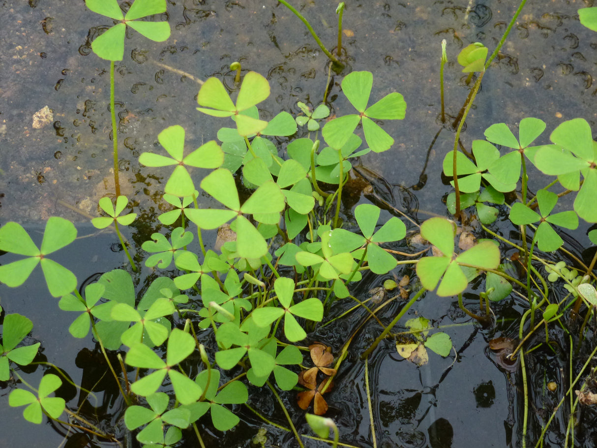 Marsilea-quadrifolia-0536