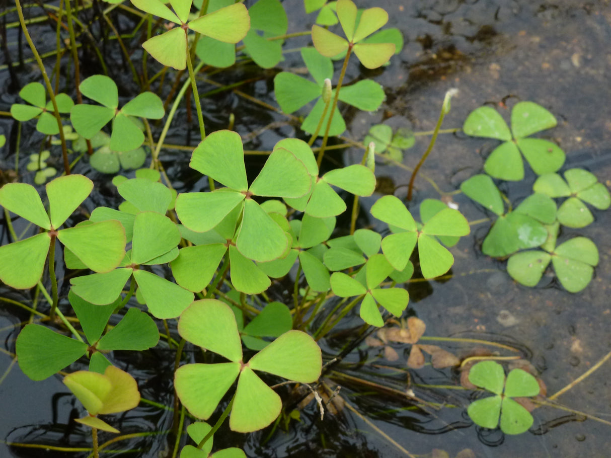 Marsilea-quadrifolia-0537