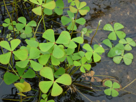 Marsilea-quadrifolia-0537