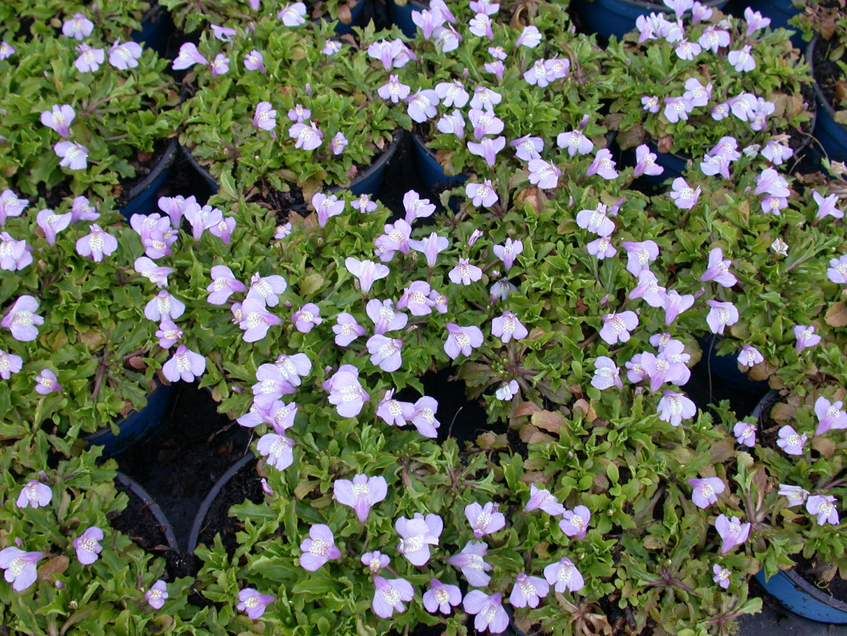 Mazus-reptans-027