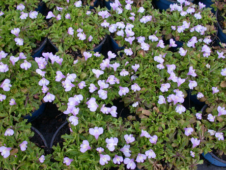 Mazus-reptans-027