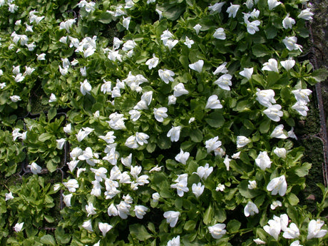 Mazus-reptans-`Alba-020