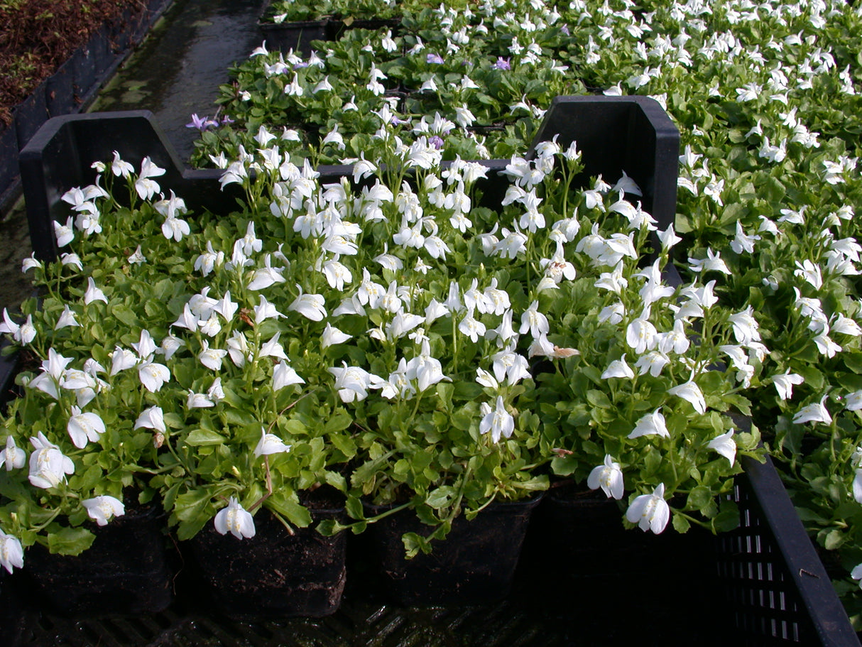 Mazus-reptans-`Alba-024
