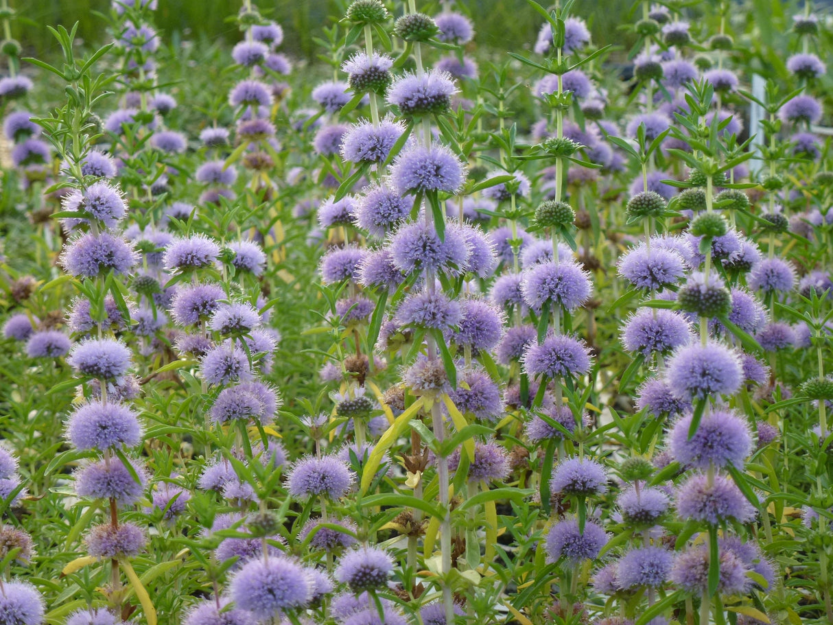 Mentha-cervina-0960