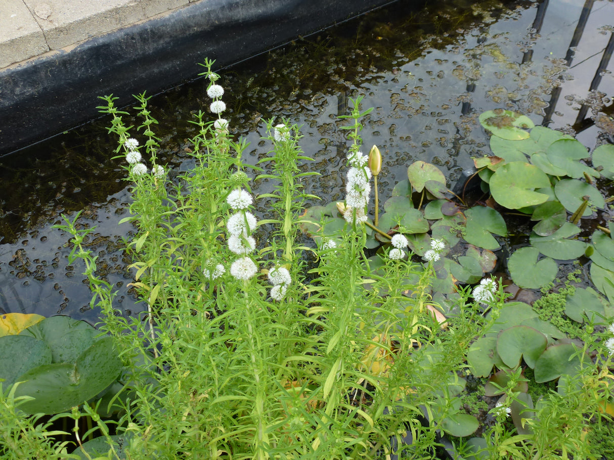 Mentha-cervina-Alba-0509