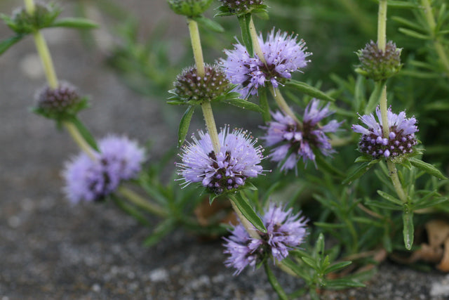 Mentha-cervina_1031
