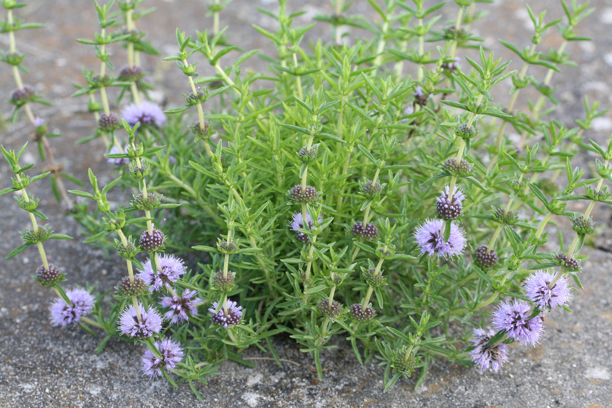 Mentha-cervina_1032