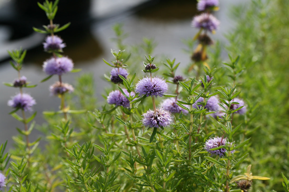 Mentha-cervina_1069